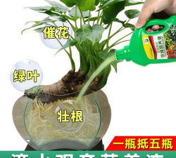 家庭养花用生根粉
