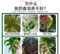 家庭养花用生根粉
