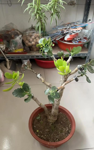 家庭养花用生根粉