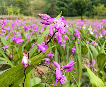 白兰草是什么药
