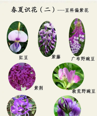 豆类花的植物有哪些