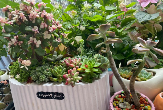 家庭养花用生根粉