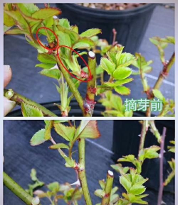 家庭养花用生根粉