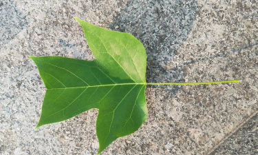 鹅掌形的树叶 有哪些