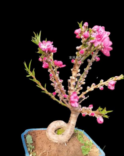 盆栽桃树叫什么桃