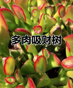 吉利的多肉有哪些