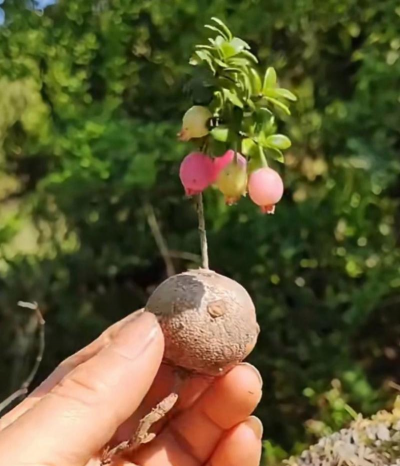 家庭养花用生根粉