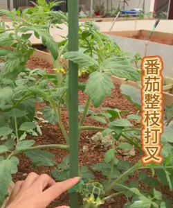 西红柿树需要打掉哪些枝