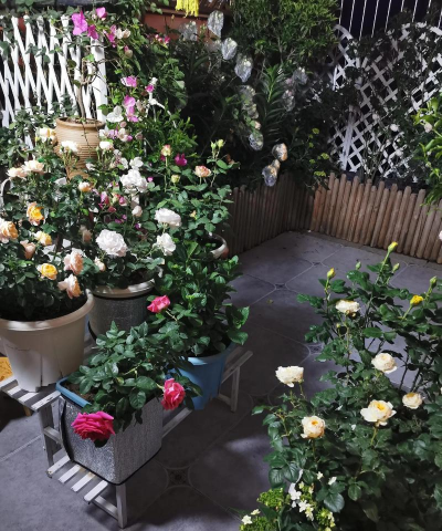 家庭养花用生根粉