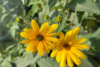 表示秋天的花有哪些