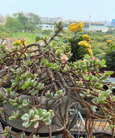 家庭养花用生根粉