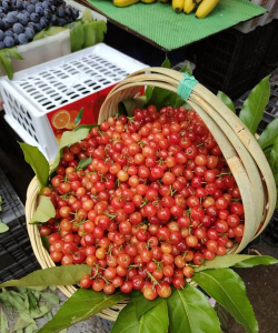 南方时候种什么樱桃