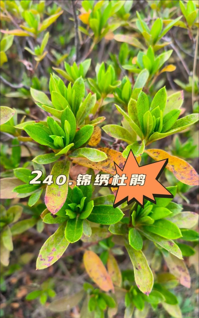 锦绣杜鹃什么科属