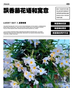 飘香藤花语是什么