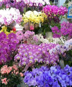 市场卖的鲜花有哪些