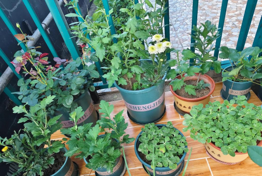 家庭养花用生根粉