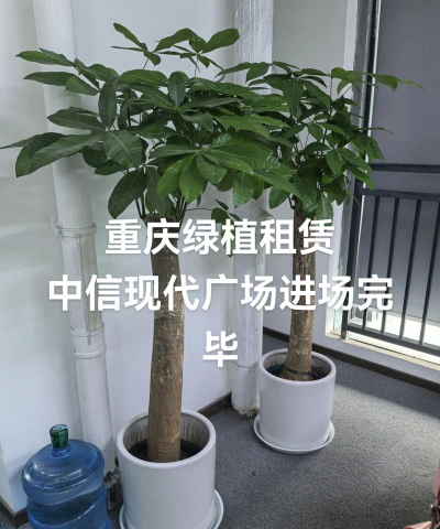 重庆租摆植物有哪些