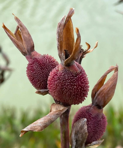 结果草本植物有哪些