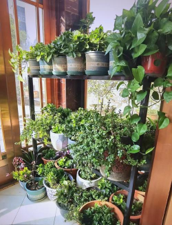 家庭养花用生根粉