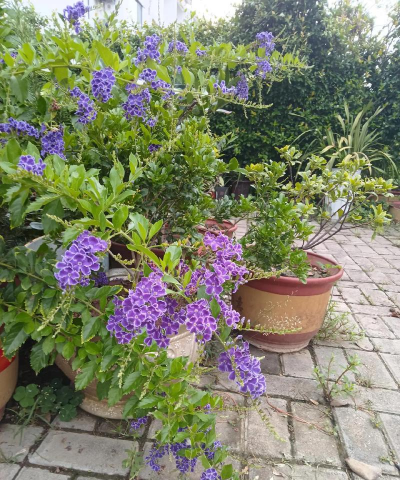 家庭养花用生根粉