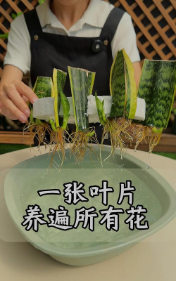 家庭养花用生根粉