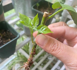 家庭养花用生根粉