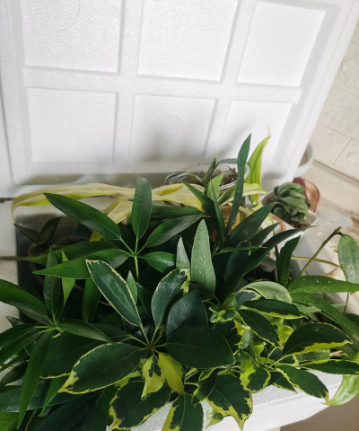 家庭养花用生根粉