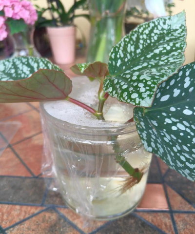 家庭养花用生根粉