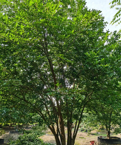 丛生苗什么意思