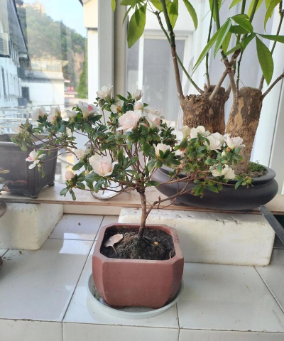 家庭养花用生根粉