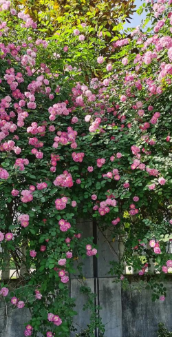 花期长的蔷薇有哪些