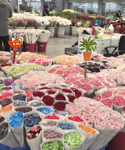 北京的鲜花早市有哪些