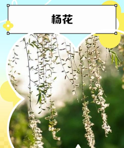 花杨的分类有哪些