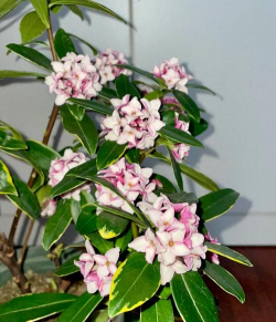 草本香的花有哪些