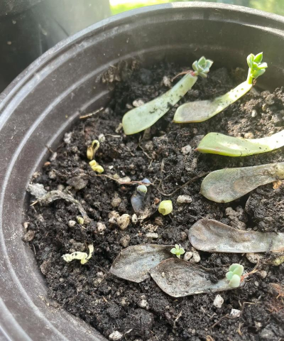 家庭养花用生根粉