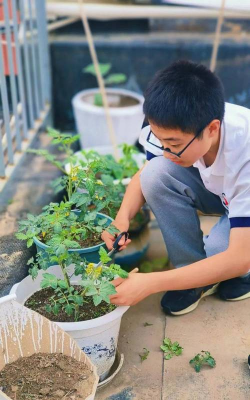 家庭养花用生根粉