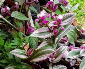 家庭养花用生根粉