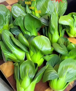 苏州青是什么植物