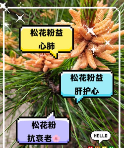 松树花是什么好处
