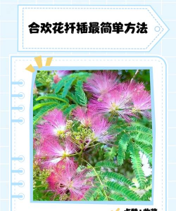 合欢繁殖技术