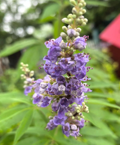 牡荆科植物有哪些
