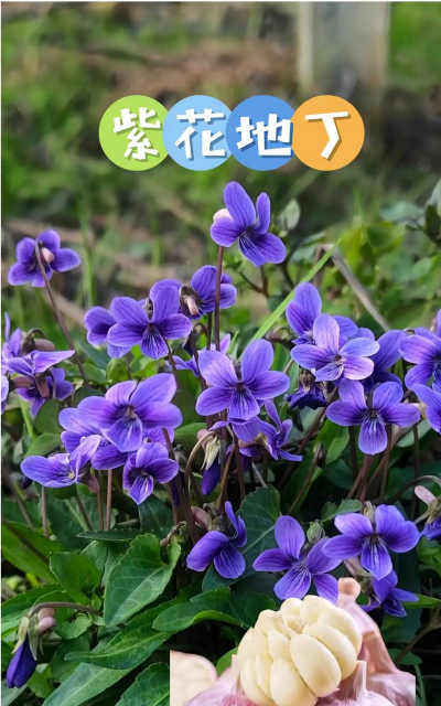 紫草科有些什么花