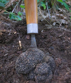 什么植物下有松露