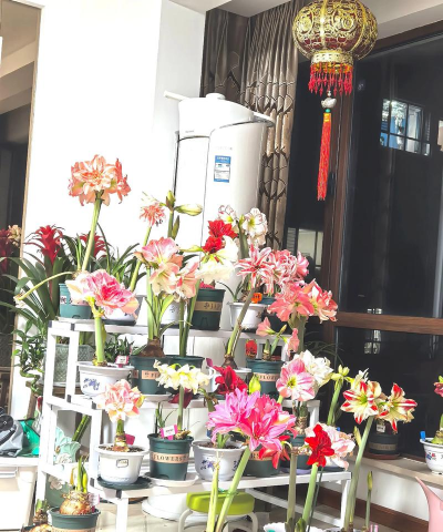 家庭养花用生根粉