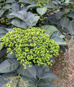 吴茱萸什么形状