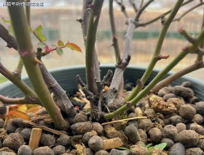 家庭养花用生根粉