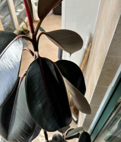 什么树树叶往下垂