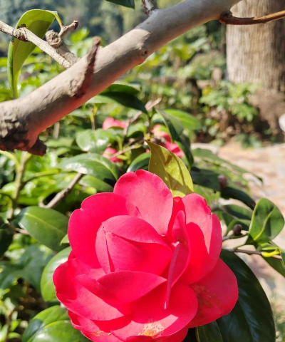 白红色的花有哪些