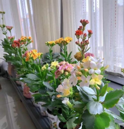 家庭养花用生根粉