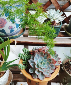 家庭养花用生根粉